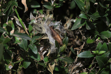 Pupae  or larva of Cydalima perspectalis is an invasive caterpillar of moth species pest that destroys and eats green boxwood (buxus sempervivens) leaves doing damage, box eating caterpillar.	