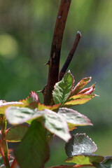 Plant disease in roses such as mildew or rust are common. Stem Blight and Diplocarpon rosae, caused by a fungal infection. Closeup	