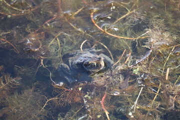 a wild toad looks out of the water in early spring