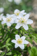 White blossoms of wood anemone flowers (Anemone nemorosa).