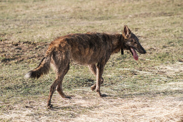 A wild hyena-colored dog stands in a field in spring. Sunset