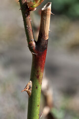 Plant disease in roses such as mildew or rust are common. Stem Blight and Diplocarpon rosae, caused...