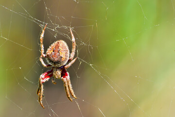 A Garden Orb Spider hanging in it's web