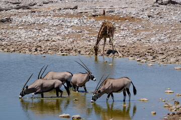 Giraffe and oryx drinking at a waterhole in Namibia, Africa