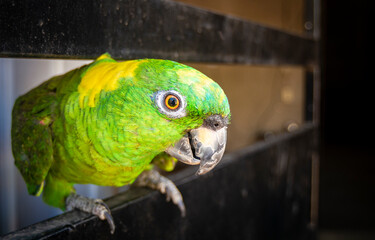 close up of a green feathered parrot, close up of green parrot eye with copy space