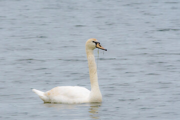 cygne tuberculé