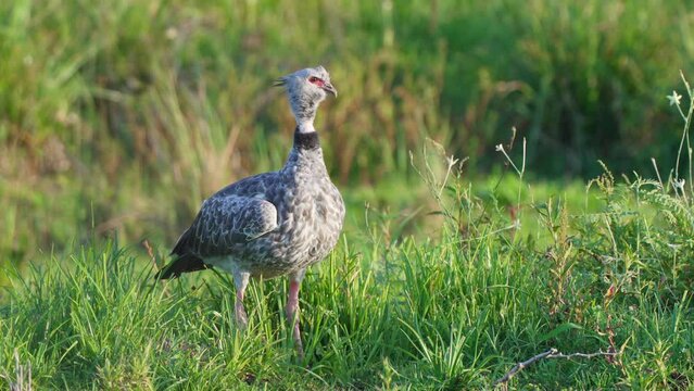 Wildlife landscape shot of a wild southern screamer, chauna torquata spotted on a grassy land turning its head and wondering around its surroundings at pantanal matogrossense national park, brazil.