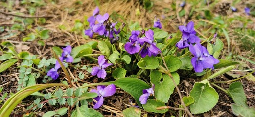 flowers in the forest