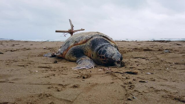 look like Morla the Turtle. Dead with over 100 years at the beach. Dramatic clouds and sky. Pollution plastic in the sea environment disaster on Chalikounas Corfu Greece 2022 by Philipp Marnitz