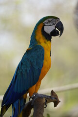 Colorful parrot in the wild