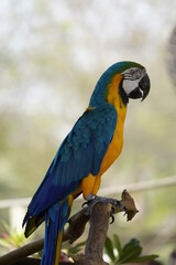 Colorful parrot in the wild