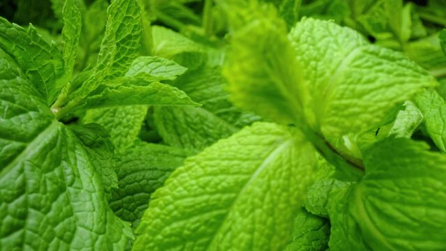 Fresh mint green leaves Macro shot probe lens parallax effect. Vegetarian, organic food concept.