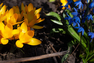 Yellow and blue blooming flowers in the garden. Yellow crocuses and blue snowdrops grow side by side. Colors of the flag of Ukraine. Sunny day. Prosperity of the country.