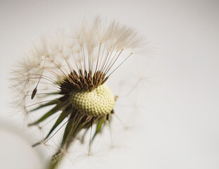 Close up of a dandelion seedhead, partially blown by the wind on light background