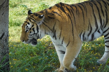 Tiger in his natural environment 