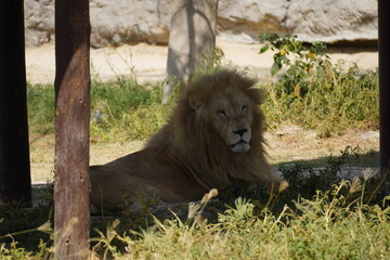 The kind of the jungle , relaxing in the Dubai Safari Park 