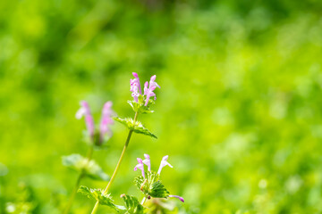 新緑の草原に咲くホトケノザ