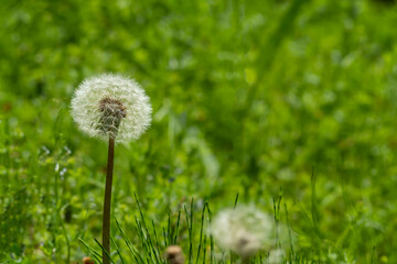 晴れた日の野原のタンポポの綿毛