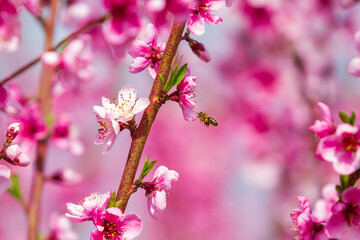 Blooming pink flowers and peach trees in the orchard.