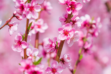 Blooming pink flowers and peach trees in the orchard.