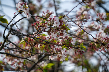 葉桜　005