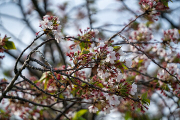 葉桜　002