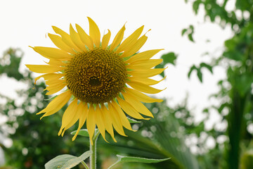 Beautiful yellow sunflowers in the natural garden