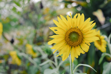 Obraz premium Beautiful yellow sunflowers in the natural garden