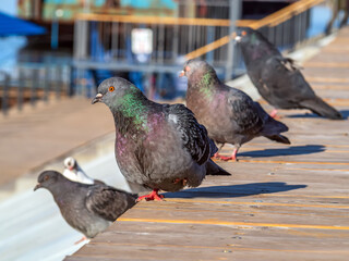 A rock pigeon is standing on one leg on a wooden roof and looking at the camera. Close-up
