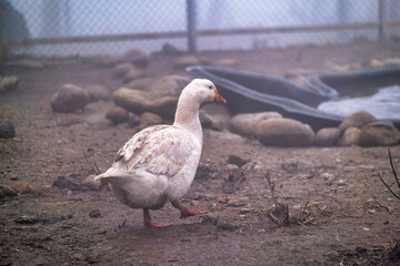 white goose on the farm