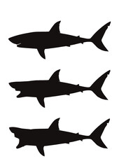 サメ 鮫 Shark Bite