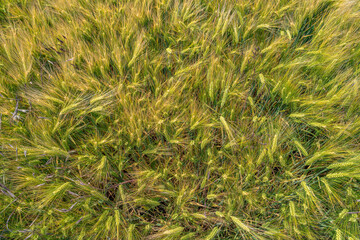 Cover page with beautiful farm landscape with wheat yellow field at warm sunset colors in summer, at sunny day, as background.