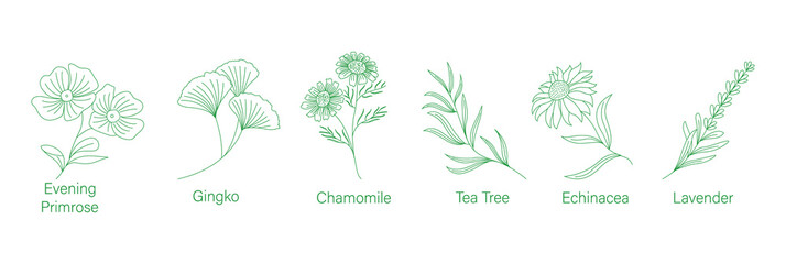 medical herb plants line arts Evening primrose, Gingko, Chamomile, Tea tree, Echinacea, Lavender vector illustration  - obrazy, fototapety, plakaty