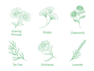 medical herb plants Evening primrose, Gingko, Chamomile, Tea tree, Echinacea, Lavender line art vector illustration  - obrazy, fototapety, plakaty