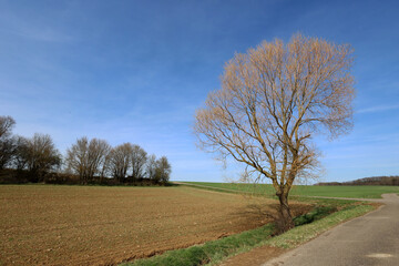 Spring landscape with a tree on a clear day