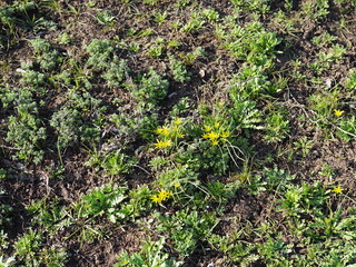 Blooming yellow primroses growing on forest meadow among fallen leaves. Spring concept, seasons, weather