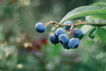 Defocused branch of ripe dark blue berries of blueberry with leaves growing in summer garden. Vitamins, cultivation and harvest, vegetarian and health concept. Soft focus, copy space, close up.