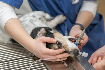 Vet prepares little cute sick Jack Russell Terrier dog for surgery in the veterinary clinic. He is...