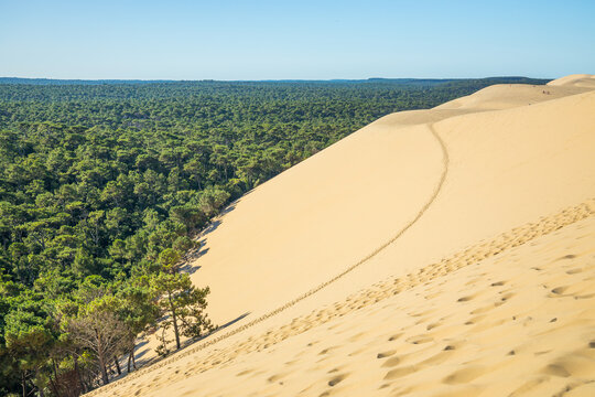 East side of the Dune du Pilat and the Landes pine forest in France
