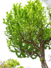 Obraz premium 春の新緑のトウカエデの樹