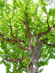 Fototapeta na wymiar 春の新緑のトウカエデの樹