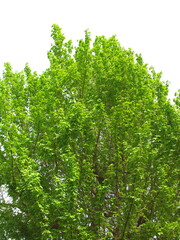 春の新緑のトウカエデの樹