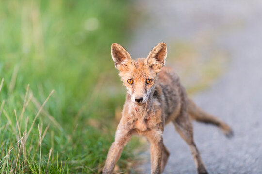 Ein schwer an Reude erkrankter Fuchs