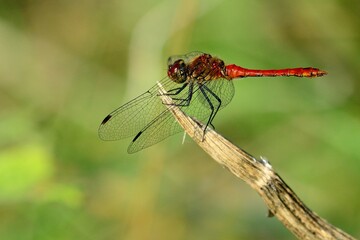 Libellen: Frühe Adonislibelle, (Pyrrhosoma nymphula), Large red damselfly.
