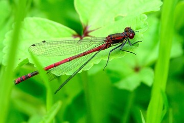 Libellen: Frühe Adonislibelle, (Pyrrhosoma nymphula), Large red damselfly.