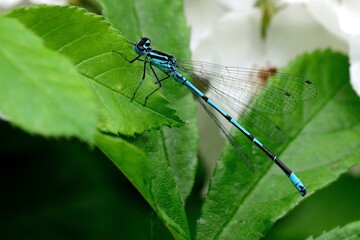 Libellen: Gebänderte Prachtlibelle (Calopteryx splendens), Banded demoiselle.