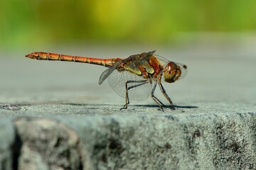 Libellen: Große Heidelibelle (Sympetrum striolatum), Common darter.