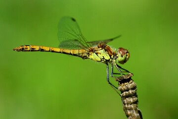 Libellen: Große Heidelibelle (Sympetrum striolatum), Common darter.