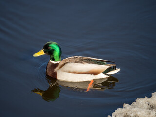 duck in water