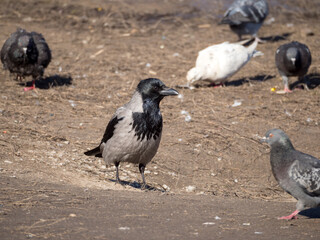 crow and flock of pigeons on the ground